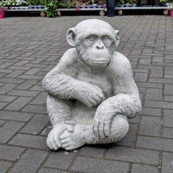 Chimpansee aap 50cm