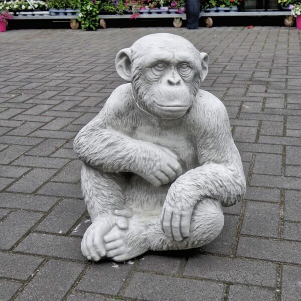 Chimpansee aap 50cm