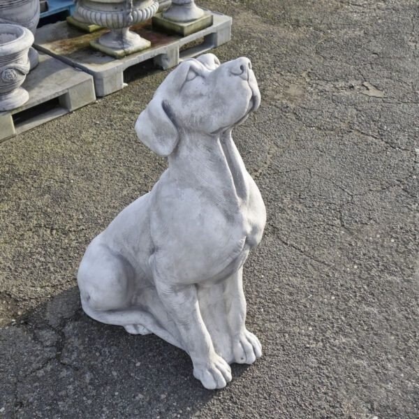 Duitse Dog 105cm