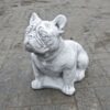 Franse Bulldog