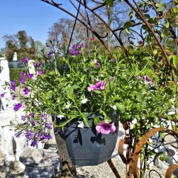 Mix hangpotten planten in hangpot