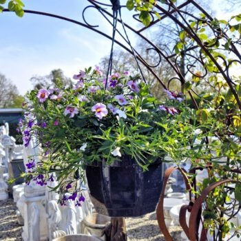 Mix hangpotten planten in hangpot