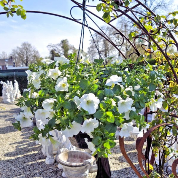 Mix hangpotten planten in hangpot