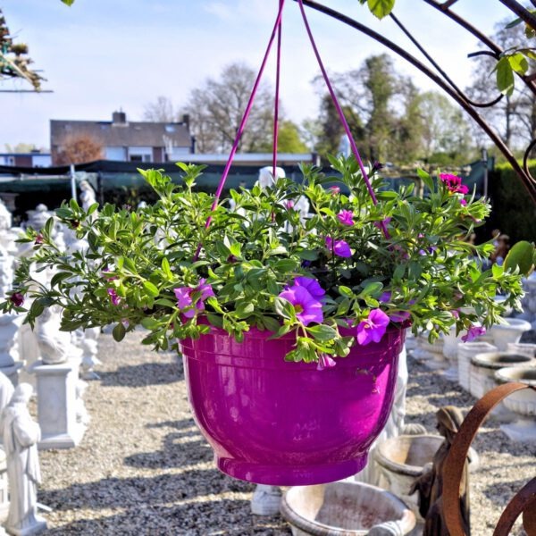 Mix hangpotten planten in hangpot