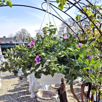 Mix hangpotten planten in hangpot