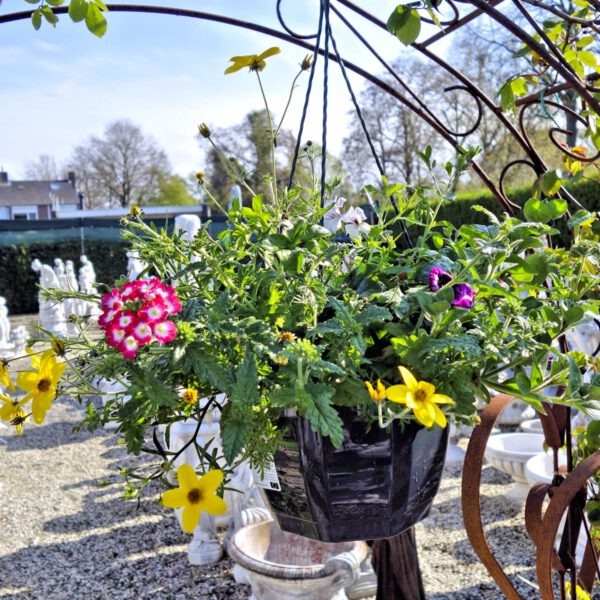 Mix hangpotten planten in hangpot