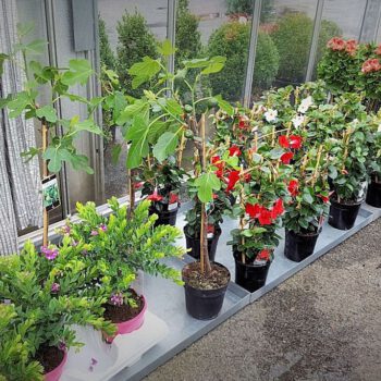 Kuipplanten zomerplanten