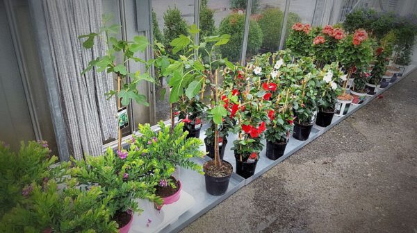 Kuipplanten zomerplanten